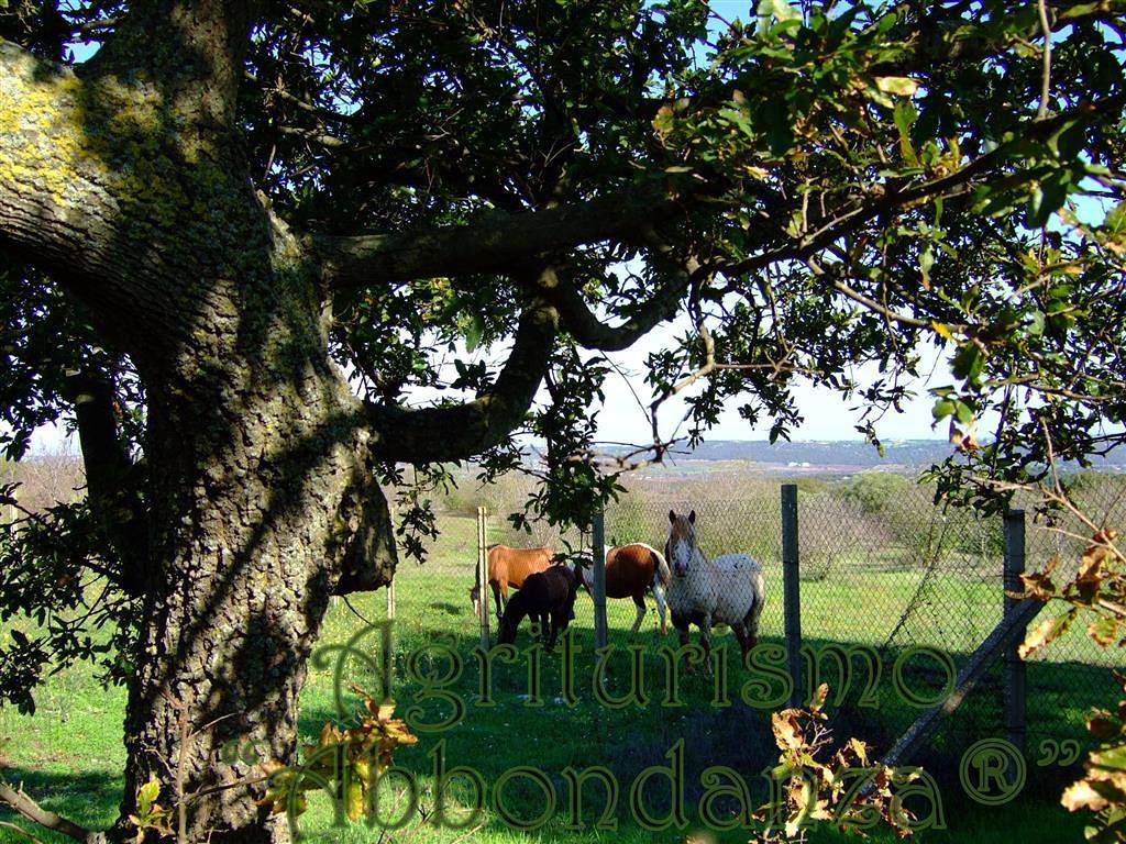 Agritourisme Abbondanza® in Alberobello Region, Province de Bari