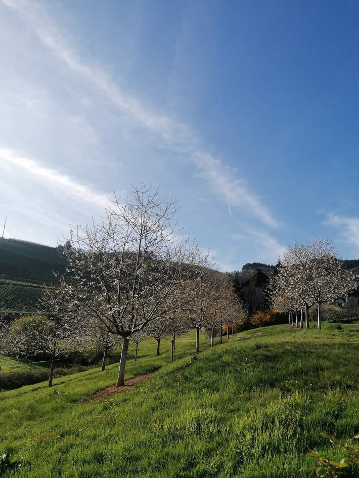 Ferienwohnung für 4 Personen in Durbach - 4