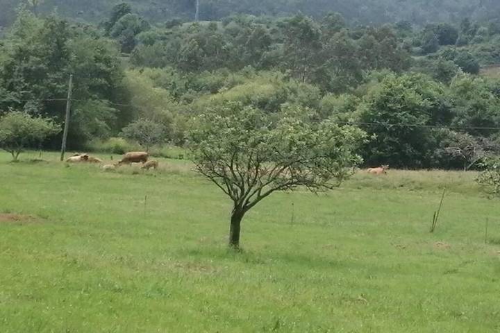 Casa rural para 4 personas, con vistas y jardín, Se admiten mascotas en Colunga