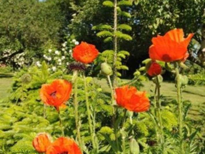 Ferienwohnung für 4 Personen, mit Terrasse und Garten in Ueckermünde - 4