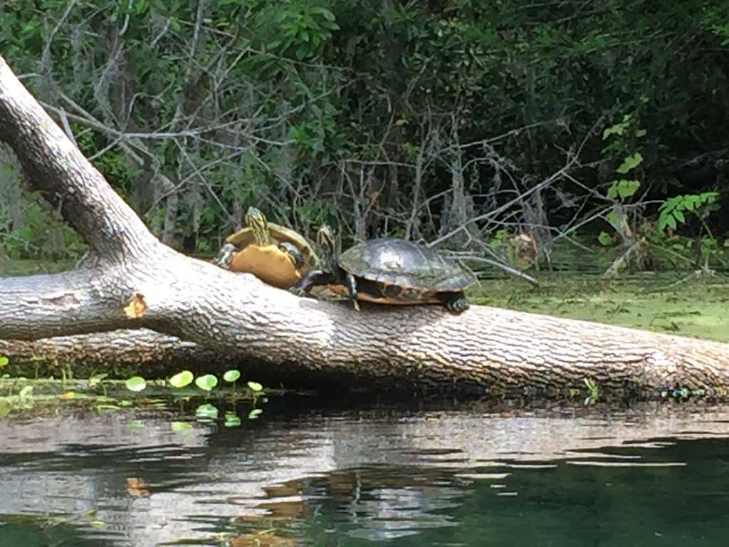Lakefront Cabin im Ocala National Forest am ruhigen Lake Kerr! in Marion County (FL)