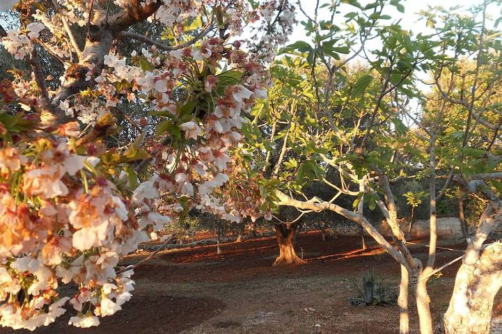 Romantic Trullo for 2  sea view pool,peaceful garden rustic  authentic Puglia in Carovigno, Salento