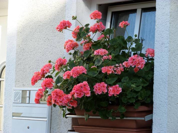 Pension für 4 Personen, mit Balkon in Grafenau - 2