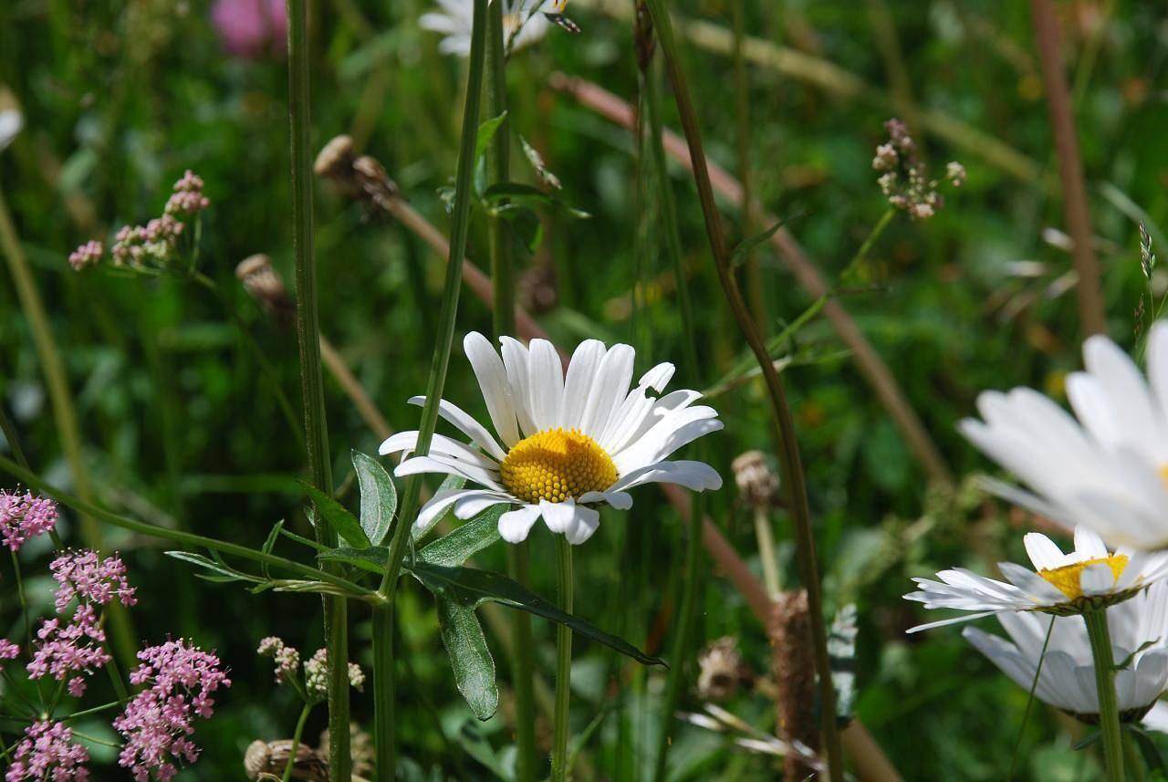 Ganze Ferienwohnung, Chesa Arnica A5 in La Punt-Chamues-ch, Oberengadin