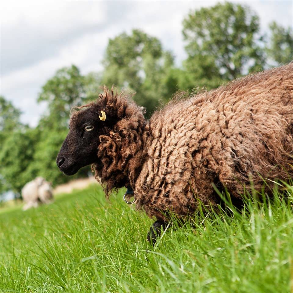 Ganze Ferienwohnung, Bauernhaus Ferienwohnung Giebelstuv in Eiderstedt
