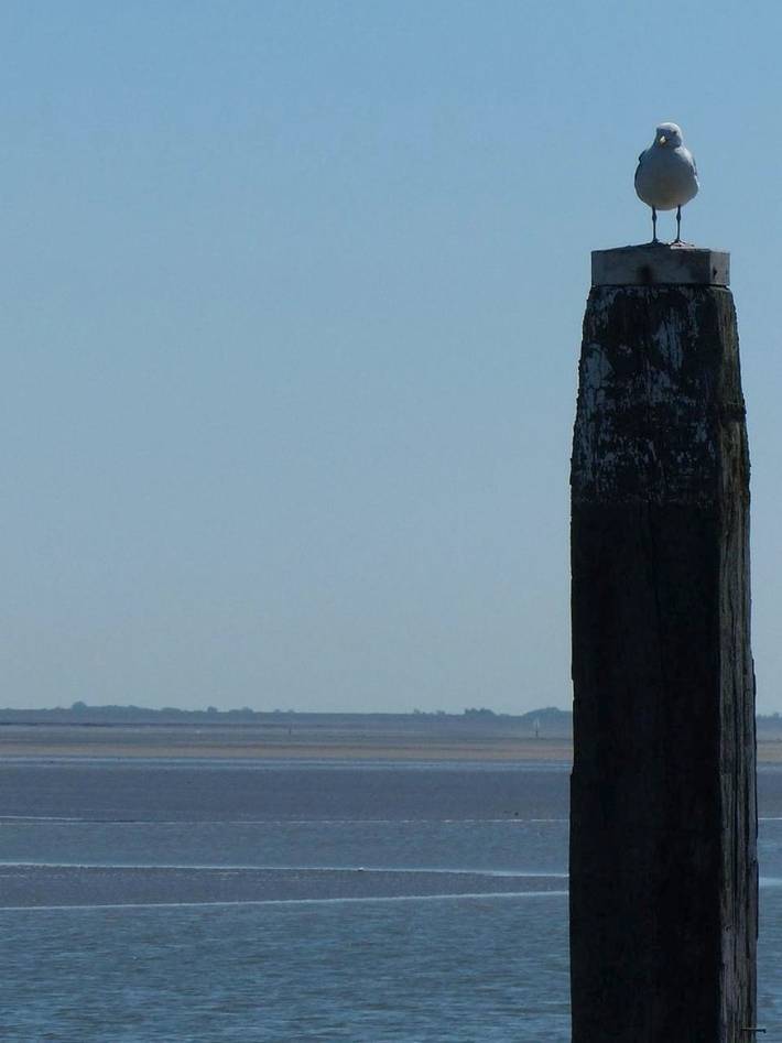 Gîte pour 5 personnes, avec vue et jardin à Schiermonnikoog - 3