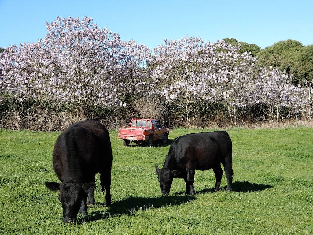 Leawarra Bauernhöfe Fleurieu Pninsula in South Australia