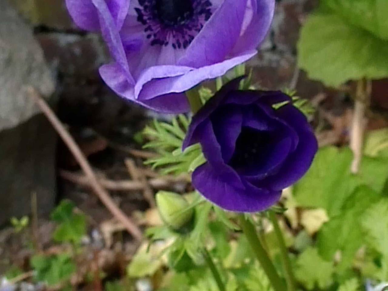 Ganze Ferienwohnung, Ferienwohnung unterm Reetdach - Ferienwohnung 1 in Stade, Cuxland