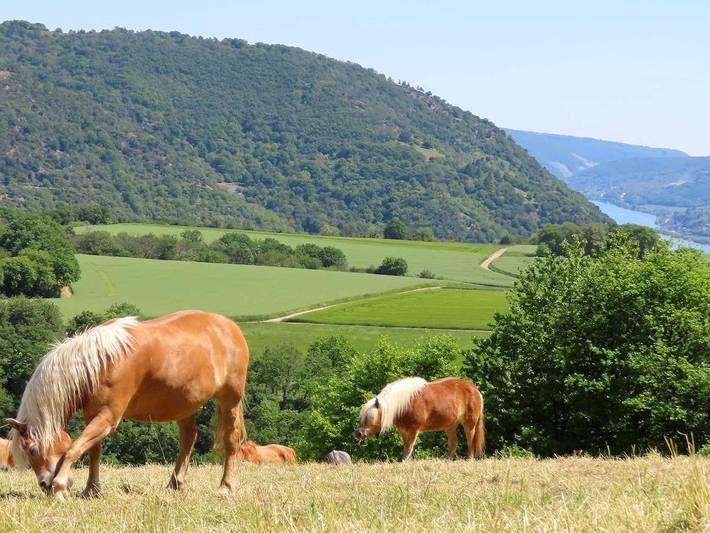 Bauernhof für 5 Personen, mit Sauna und Pool sowie Terrasse, mit Haustier in Rhein (Deutschland) - 3