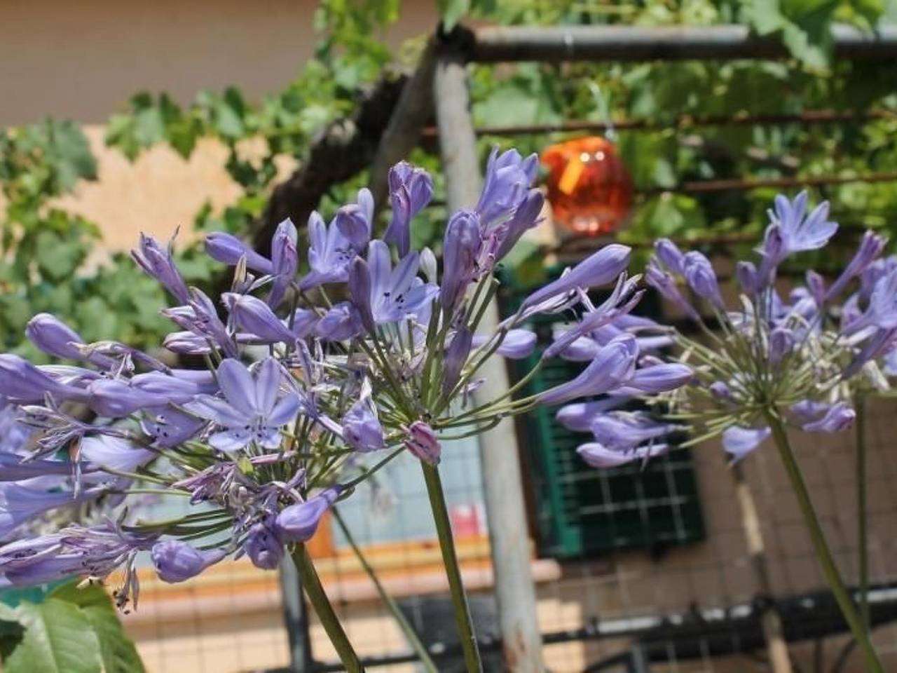 Ganze Wohnung, Das Landgut "Casina della Sughera". in Civitella Paganico, Grosseto Provinz