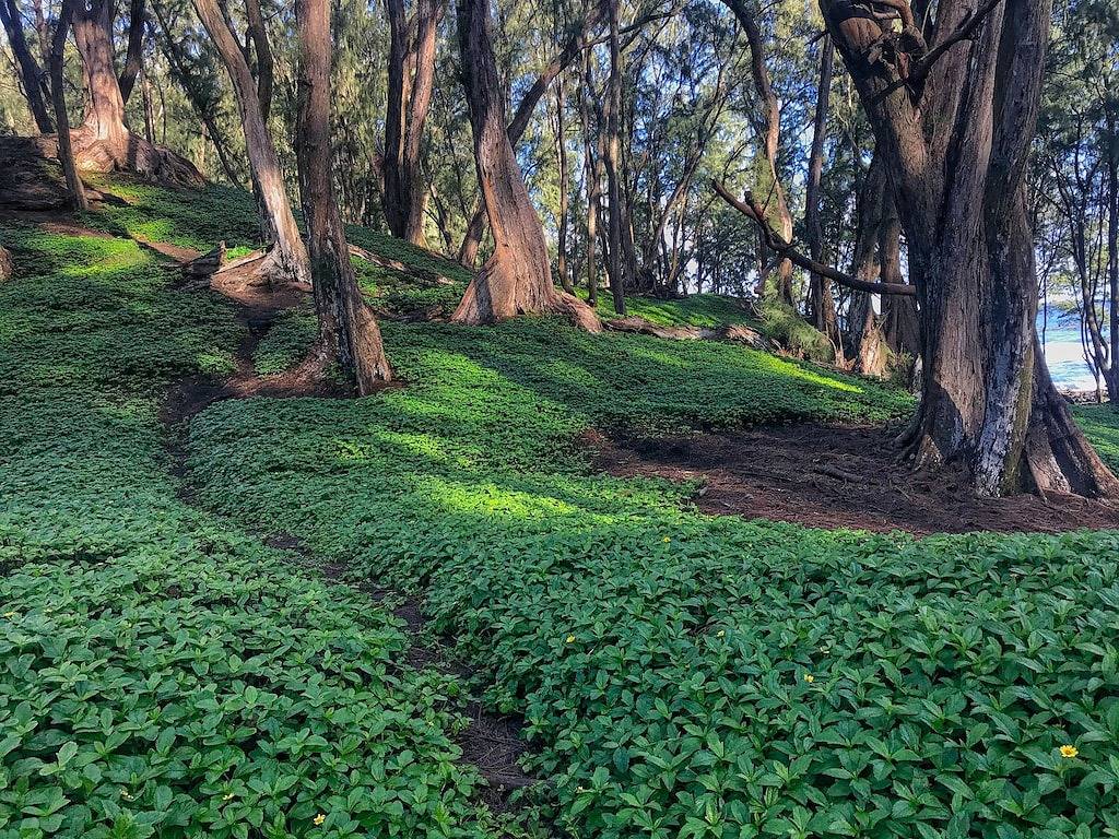 Ganze Wohnung, New! 🌺 Kahaluu Bay Village 201 🐠 Close to Snorkeling, Swimming & Surfing Plus Pool 🐬 in Kahaluu Beach Park, Kahaluu-Keauhou