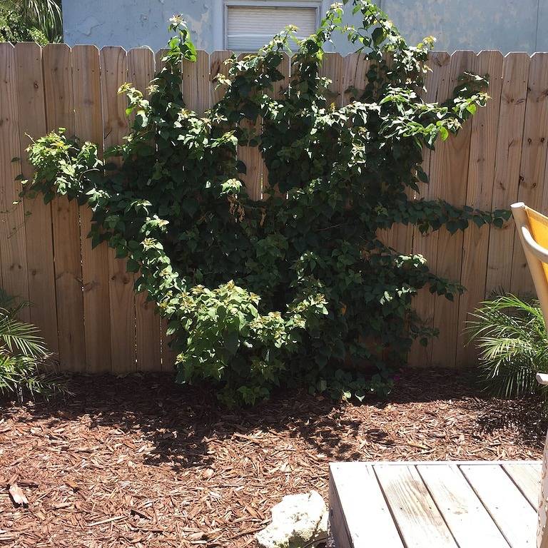 1/2 Block zum Meer!Die Veranda des Twin Palms Cottage! Salt Air und Möwen! in Jacksonville Beach, Duval County