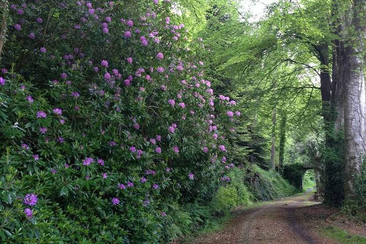 Location de vacances pour 8 personnes, avec jardin et terrasse à Guiclan - 4