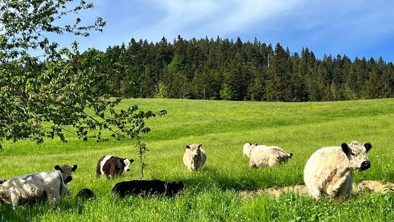 Ganze Ferienwohnung, Ferienwohnung für 6 Personen (90 m²) in Tegernsee in Bayerische Alpen