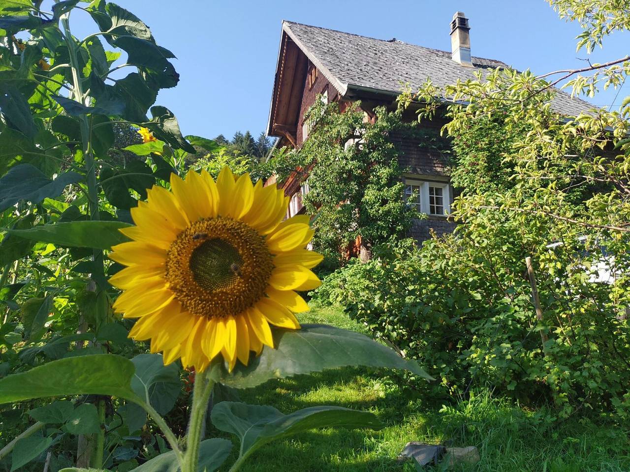 Elefantenhaus am Waldrand, eigenes Quellwasser in Brunnadern, Neckertal