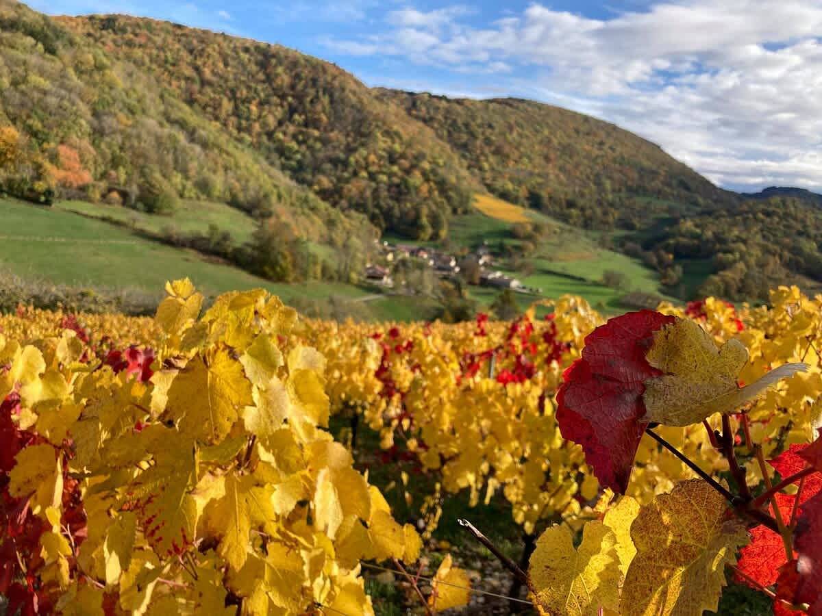 ※ Belvédère du Haut Bugey ※ Refuge des cépages in Boyeux-Saint-Jérôme, Nantua