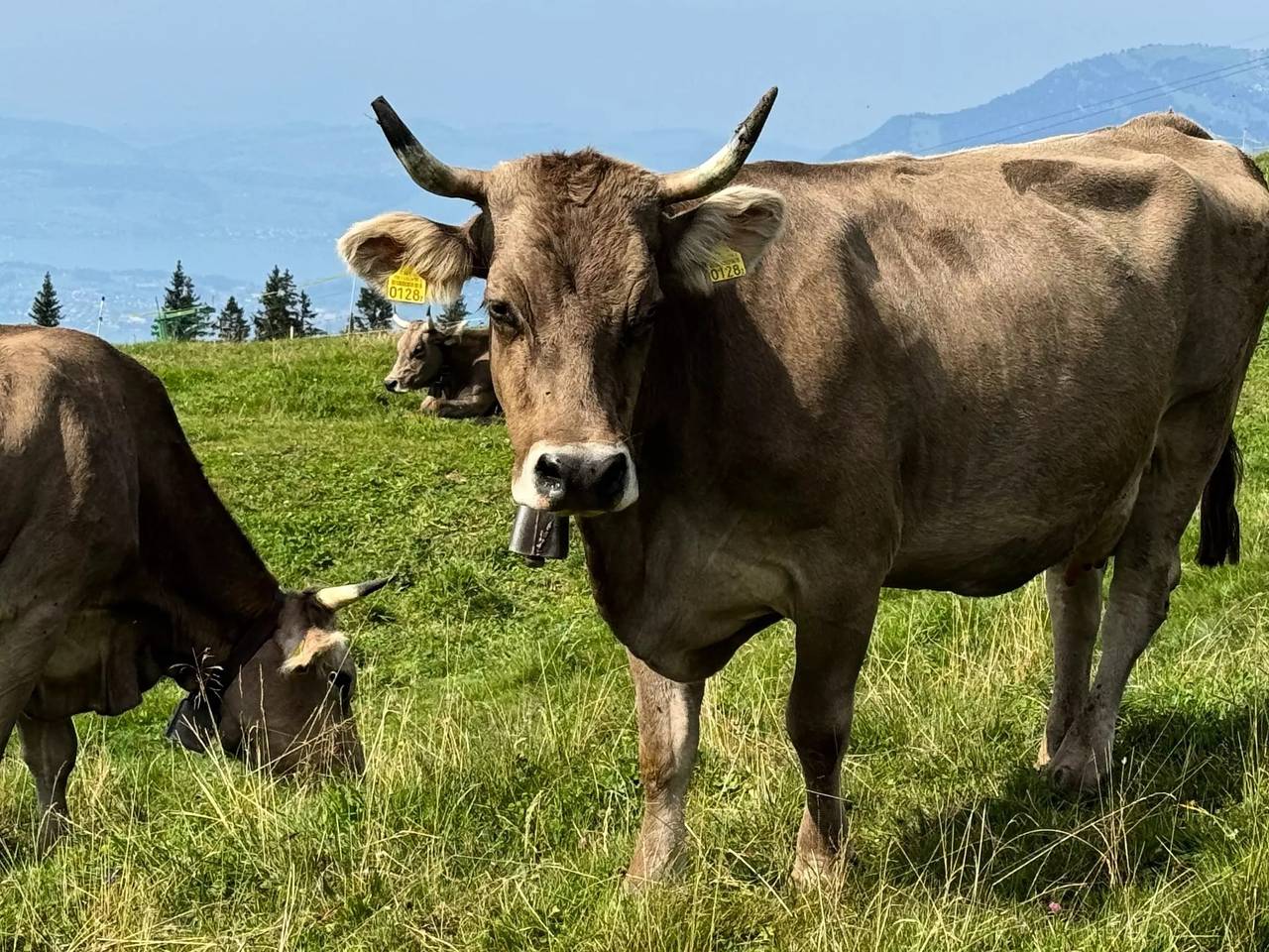 Appartement entier, 2 Pièces 2 Personnes in Emmetten, Lac des Quatre-Cantons