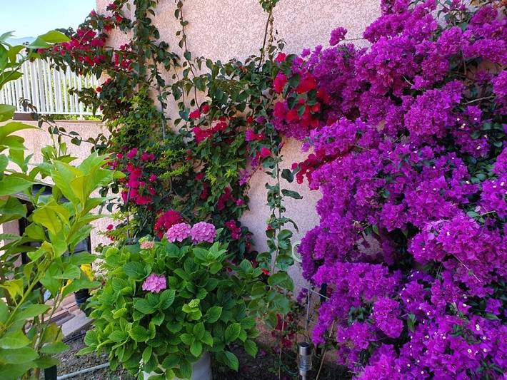 Location de vacances pour 6 personnes, avec jardin et vue, animaux acceptés à Pietracorbara - 3