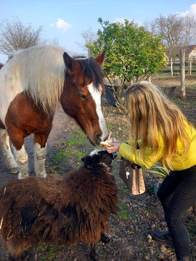 Chalet für 5 Personen in Ungarn - 4