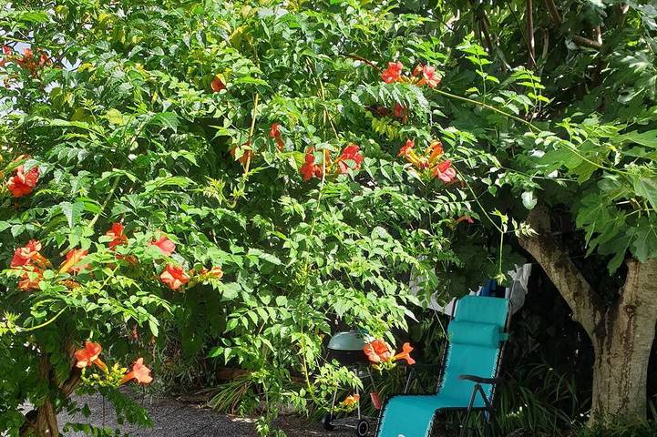 Maison de vacances pour 6 personnes, avec jardin et terrasse à Dolus-d'Oléron
