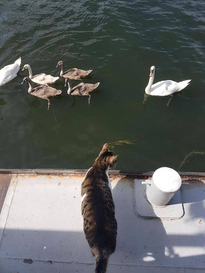 Gîte pour 6 personnes, avec vue et terrasse, animaux acceptés à Herblay-sur-Seine - 3