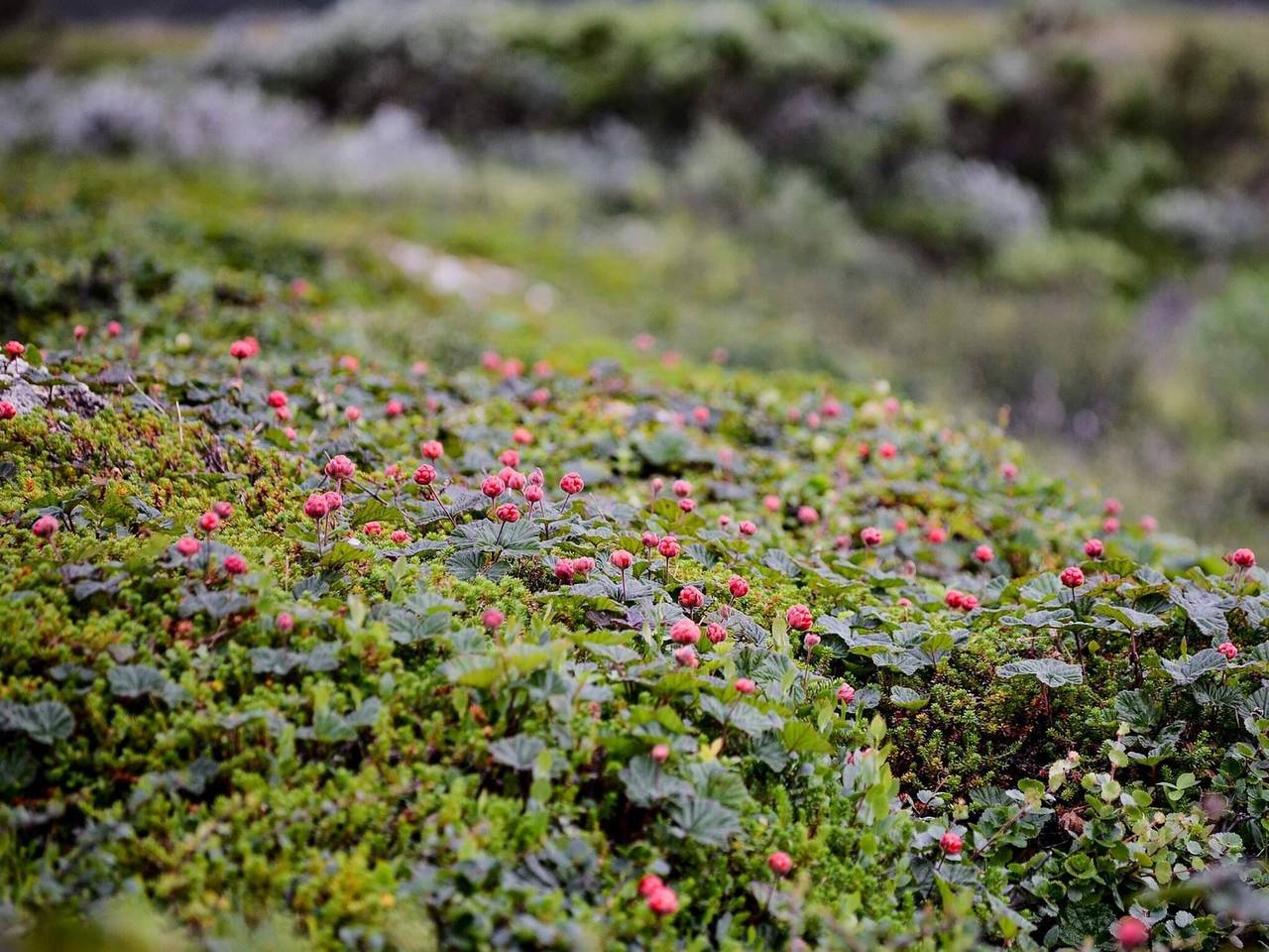 5 stjarniga stuga i Sälen in Stöten, Malung-Sälen region