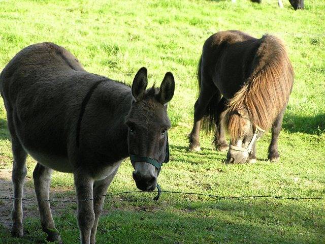 Ferienhaus für 4 Personen, mit Garten in Werdum - 3