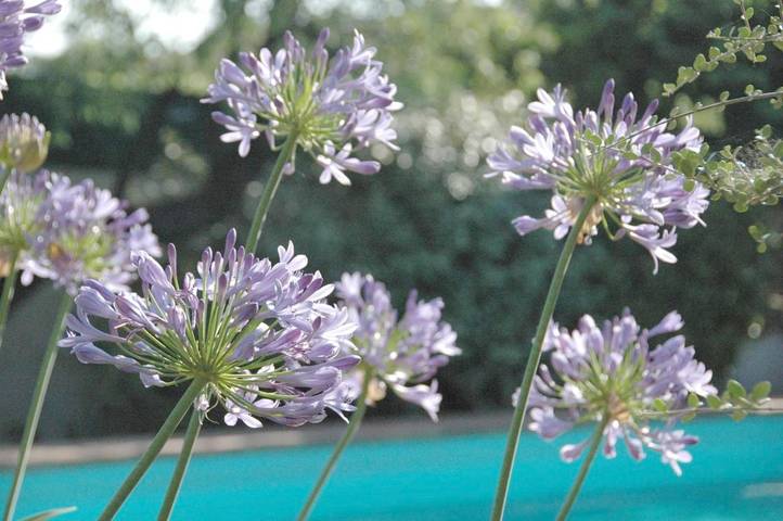 Location de vacances pour 2 personnes, avec piscine et jardin à La Farlède - 2