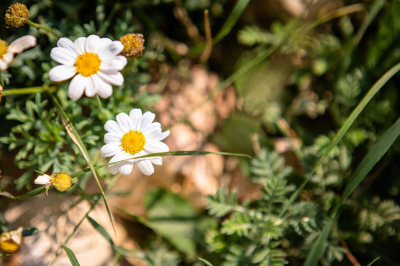 Rifugio panoramico sul Monte Pelato in Gualdo Cattaneo, Perugia e dintorni