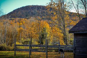 Vacation House for 10 Guests in Catskill Mountains, Greene County (NY), Picture 4