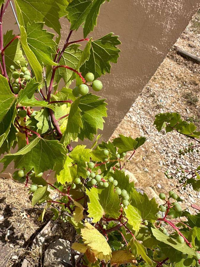 Casa rural para 8 personas, con terraza y vistas, Se admiten mascotas en Marina Baja - 4
