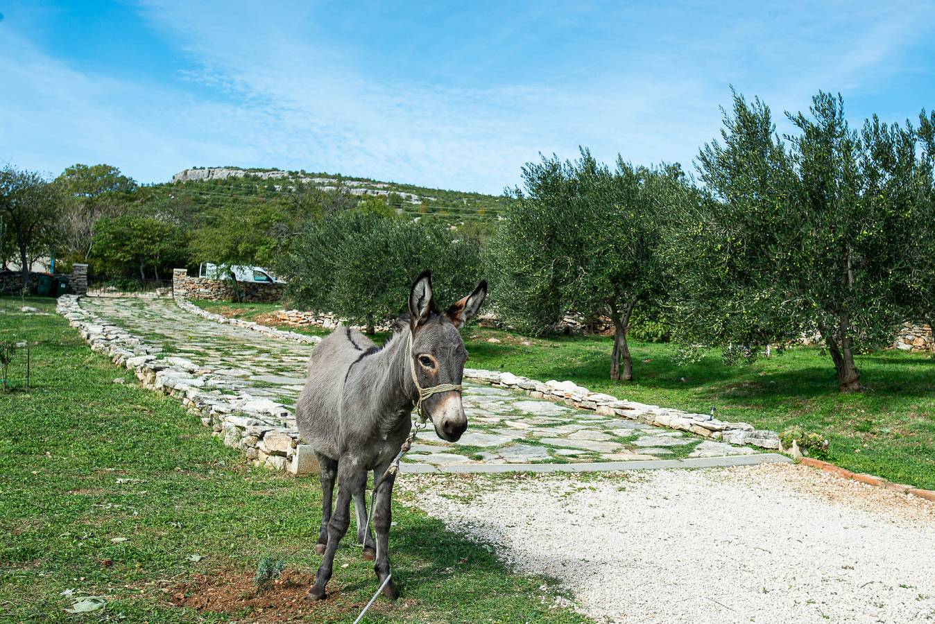 Country House Irena with pool in Grad Benkovac, Zadar