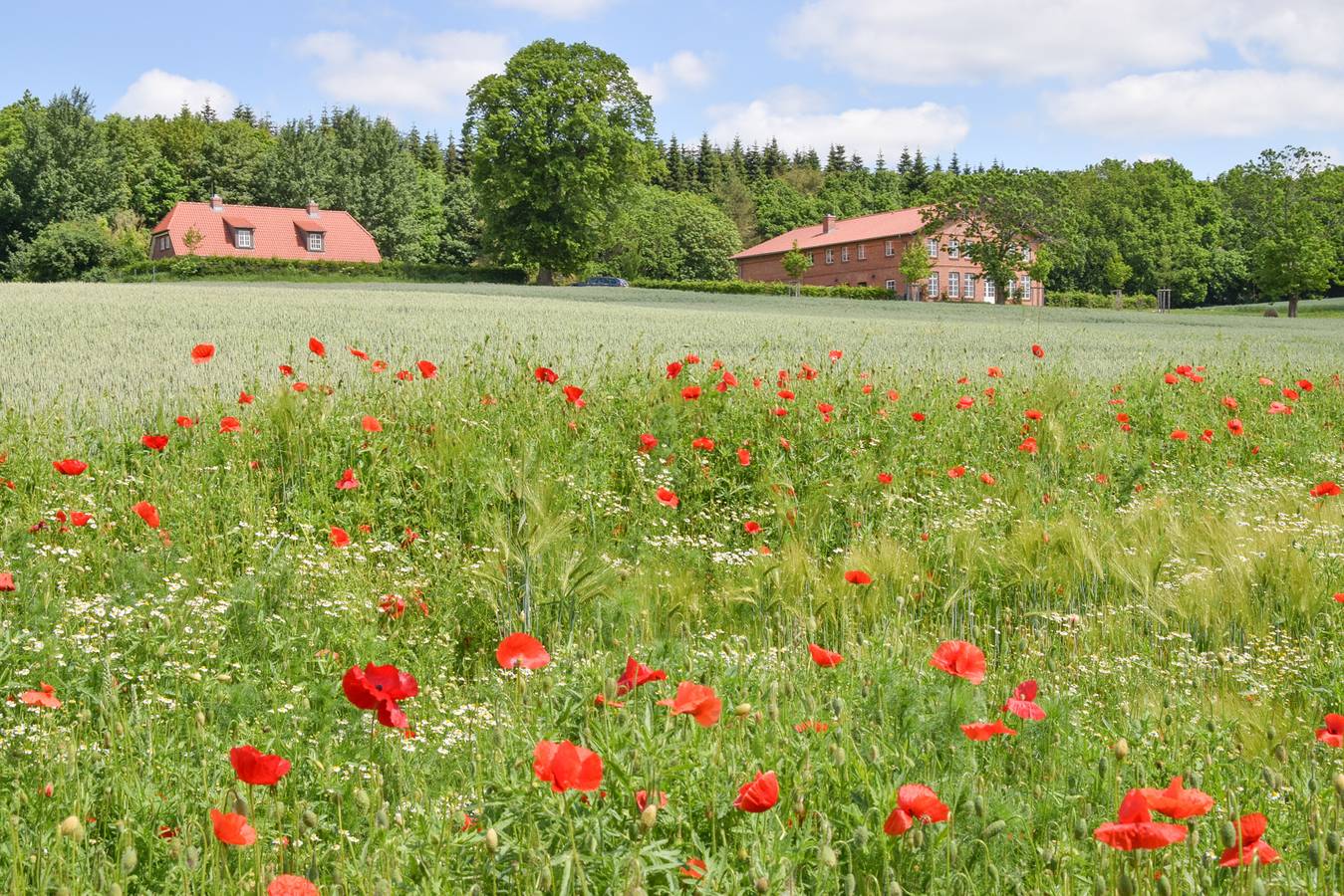 Ganze Ferienwohnung, Gut Immenhof - Fewo 6 in Malente, Ostholstein