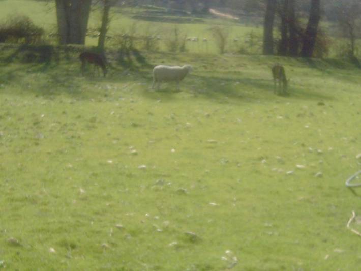 Hotel para 2 personas, con terraza y vistas además de jardín y piscina en Serranía de Ronda - 4