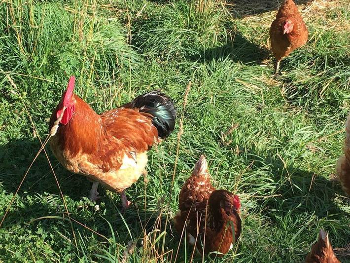 Bauernhof für 4 Personen, kinderfreundlich im Allgäu - 3