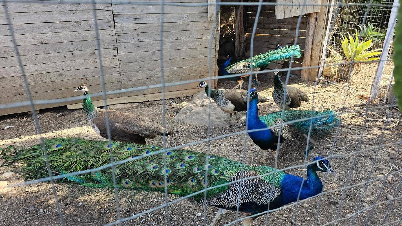 Casa Terranova in Ustica, Provincia di Palermo