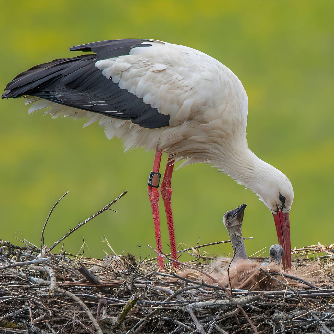 Ganze Wohnung, Apartment 'Storchenblick' mit Seeblick, Gemeinschaftsterrasse und Wlan in Meersburg, Region Bodensee-Oberschwaben