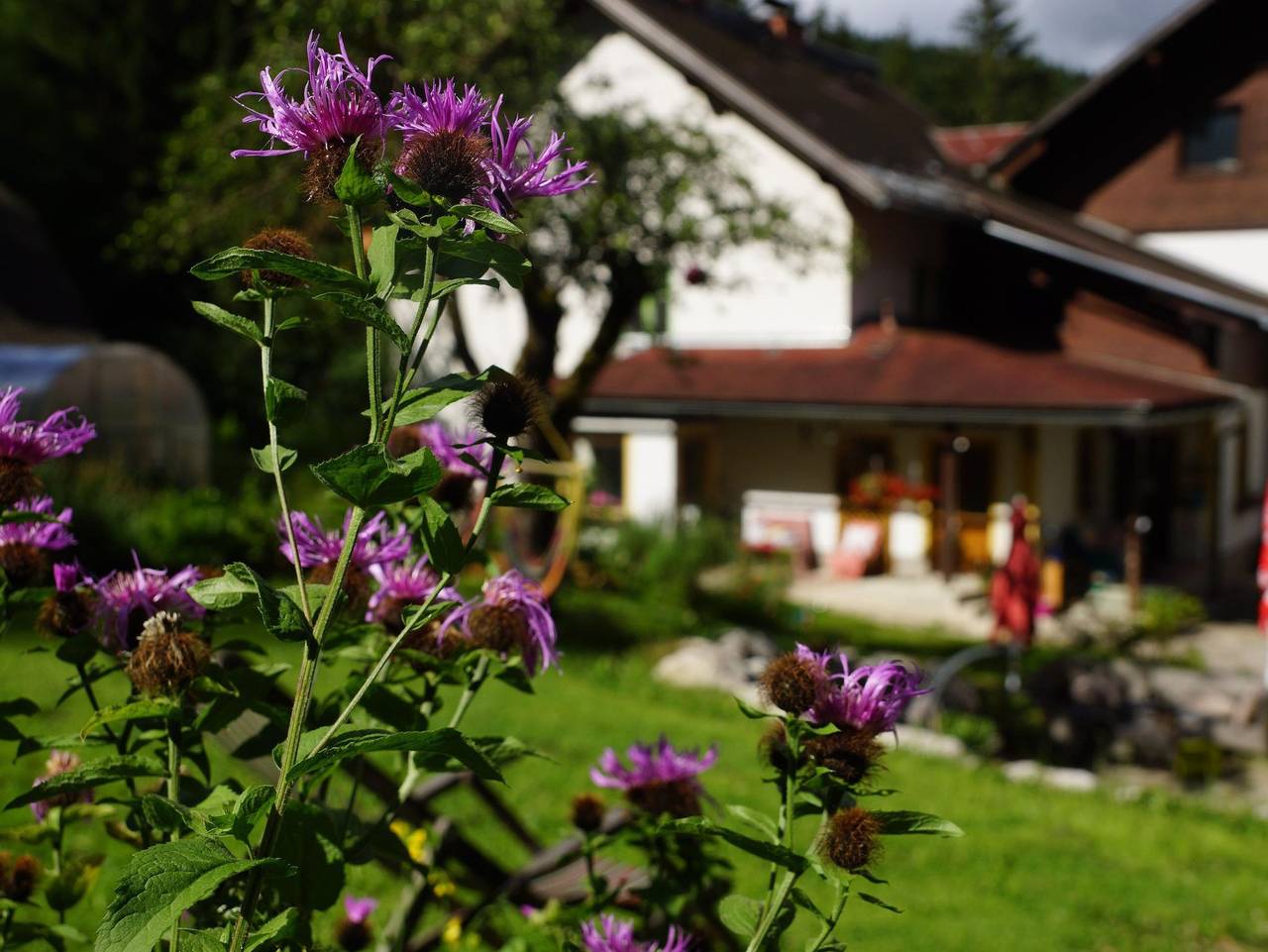 Ganze Ferienwohnung, Haus Grubbach - Appartement/Fewo Noah, Dusche, Wc, Terrasse in Spital am Pyhrn, Kirchdorf an der Krems (Bezirk)