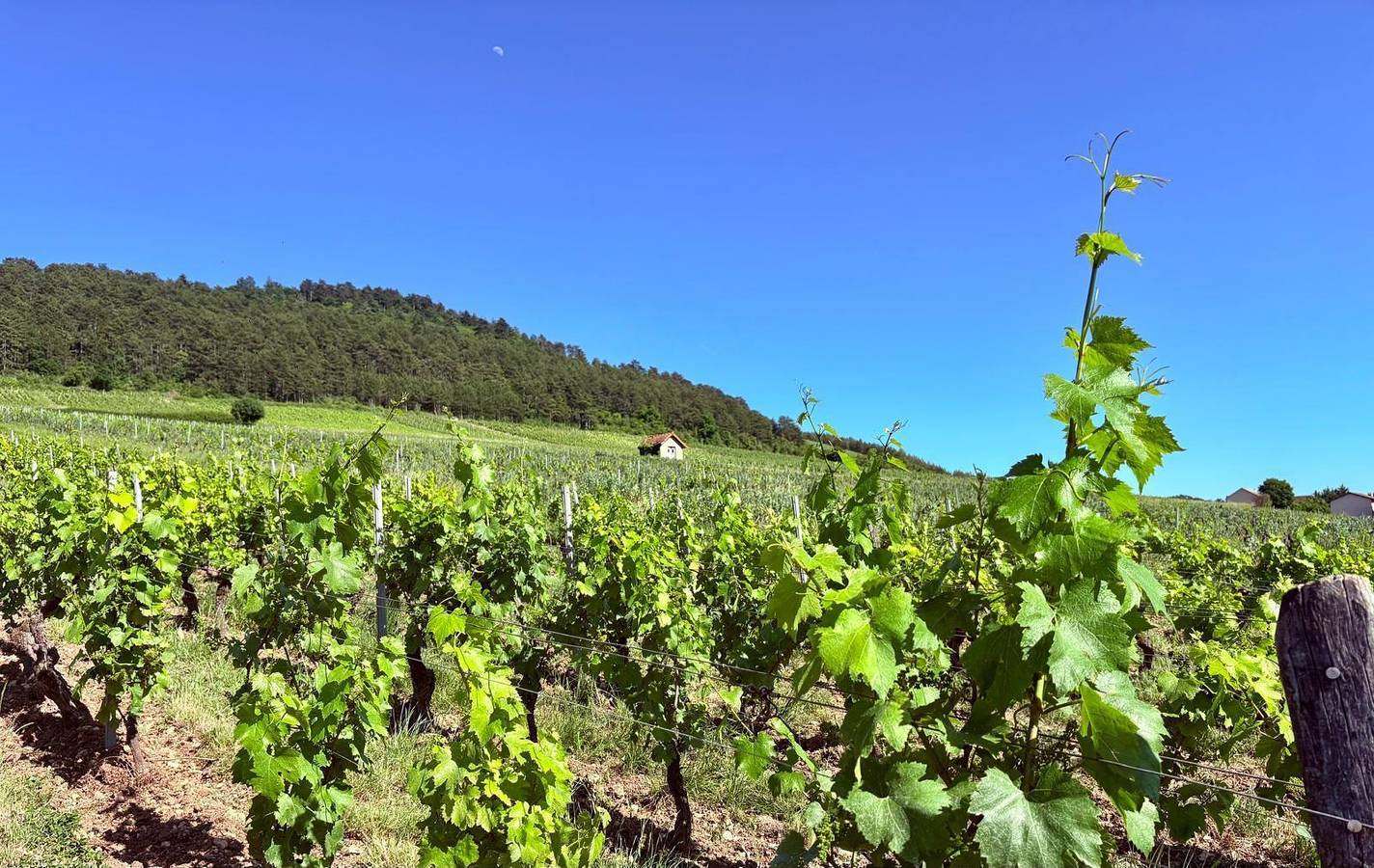 L'Echappée Bourguignonne in La Roche-Vineuse, Mâcon und Umgebung