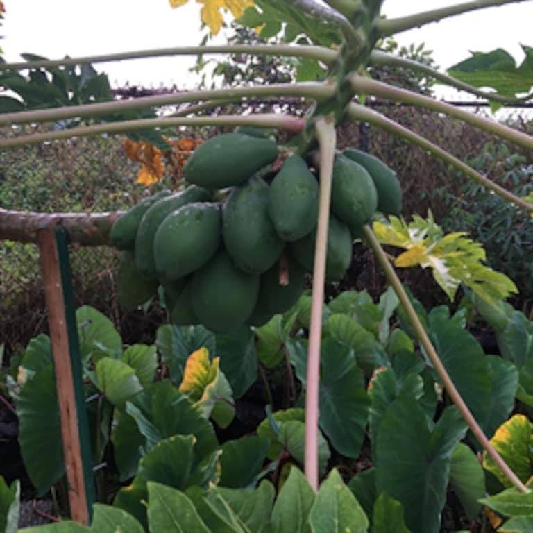 Private Room on Serene Property in Hilo in Hilo, South Hilo