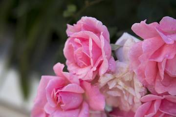 Vakantiewoning voor 4 Personen in Tučepi, Split-Dalmatië, Afbeelding 3