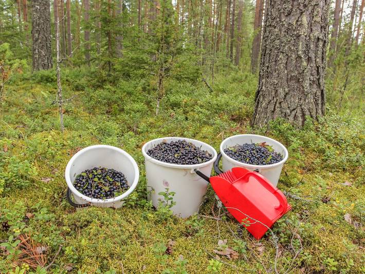 Vesan villa in Sysmä, Päijät-Häme