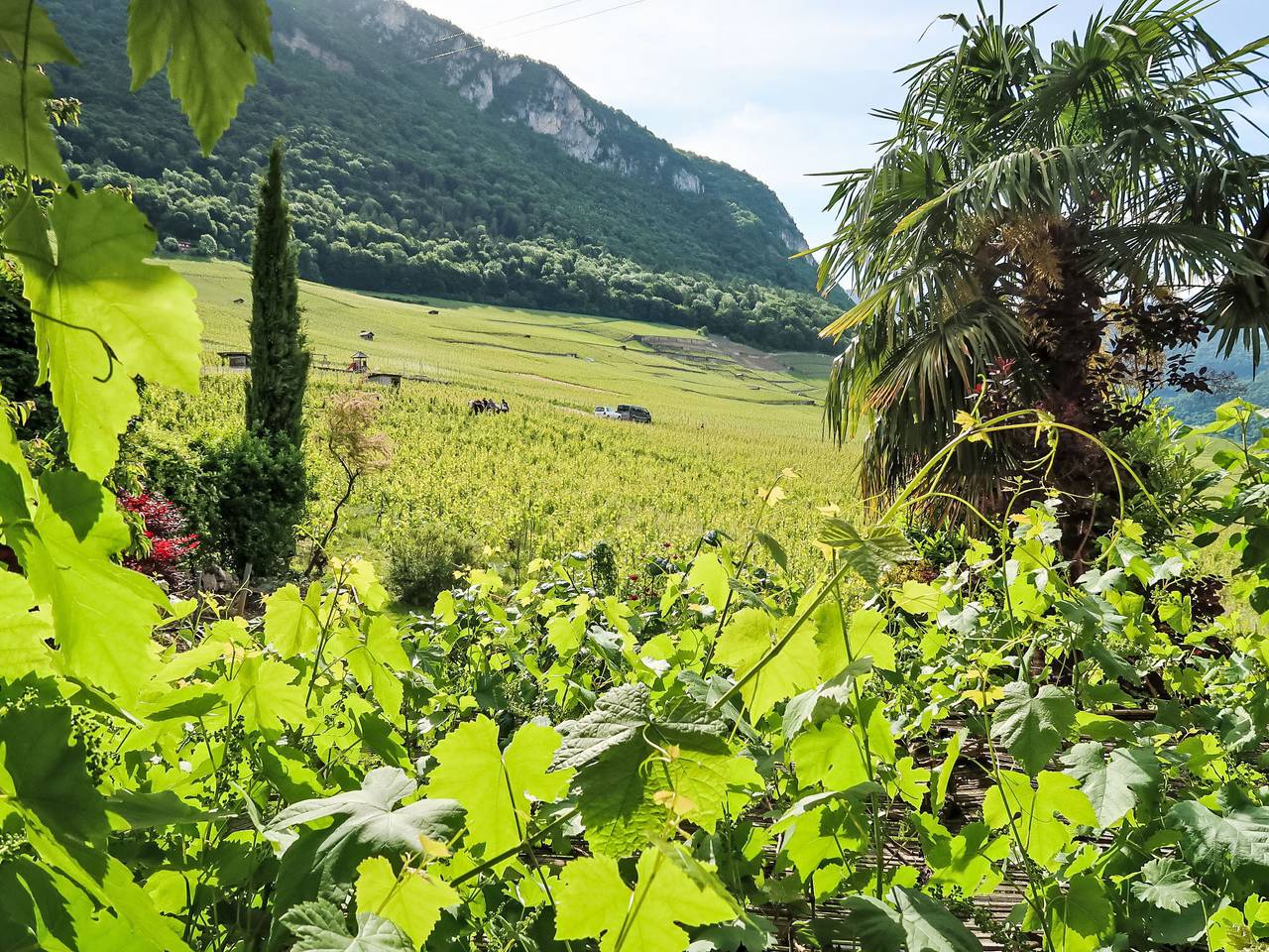 Appartement entier, Maison Neuve in Yvorne, Alpes Vaudoises