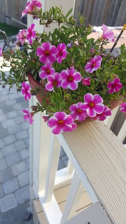 Lachende Enten-Ranch .... Kanal Eigentum und nur wenige Schritte vom Strand entfernt! in Hurricane Ridge