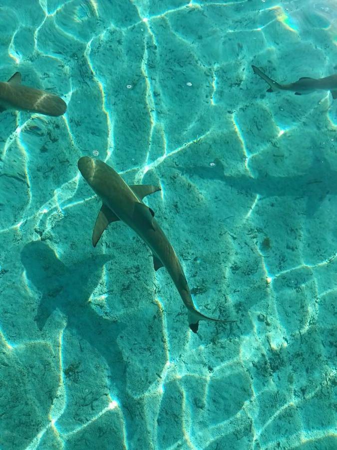 Gîte pour 2 personnes, avec vue et jardin dans Taha'a - 2