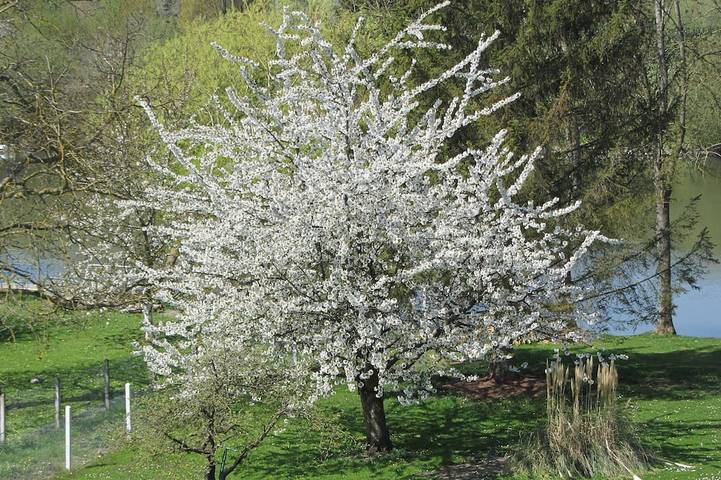 Holiday rental for 6 people, with garden and terrace in Upper Normandy