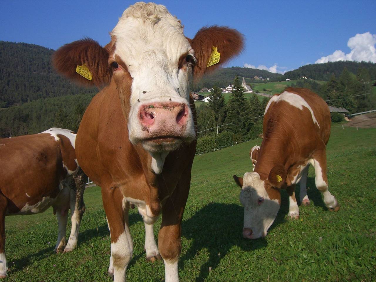 Appartamento intero, Kompatscherhof in San Michele Castelrotto, Castelrotto