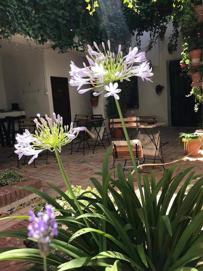 Gîte pour 3 personnes, avec terrasse et jardin, animaux acceptés à Villena - 3