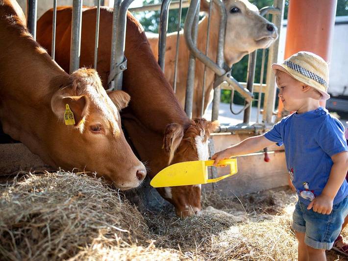 Ferienhaus für 5 Personen, mit Pool und Sauna sowie Terrasse, mit Haustier in Bacharach