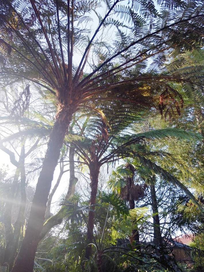Location de vacances pour 9 personnes, avec piscine et jardin à Santa Maria da Feira - 4
